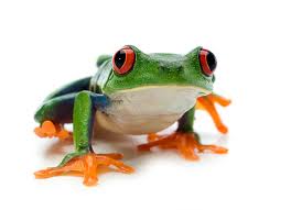 frog