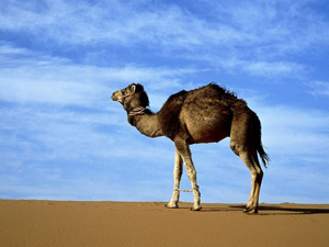 camel