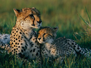 cheetah-photo