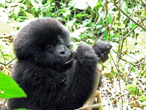 gorilla-photo