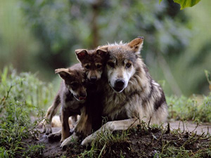 wolf-photo