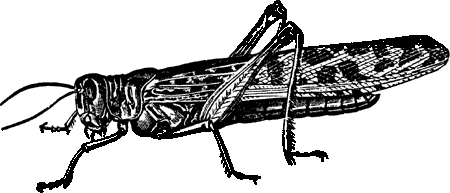 The Head of a Grasshopper