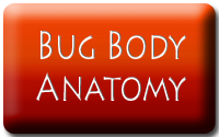 Bug Body Anatomy