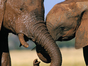 Elephent